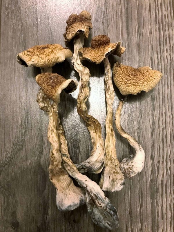 B+ Cubensis Magic Mushrooms - Image 2