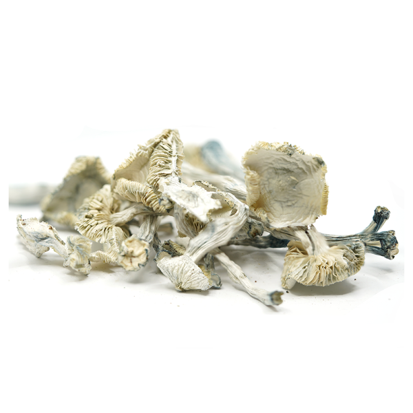 Albino Avery Magic Mushrooms - Image 2