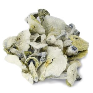Albino Avery Magic Mushrooms