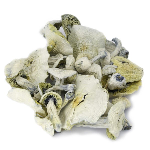 Albino Avery Magic Mushrooms