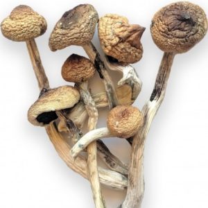B+ Cubensis Magic Mushrooms