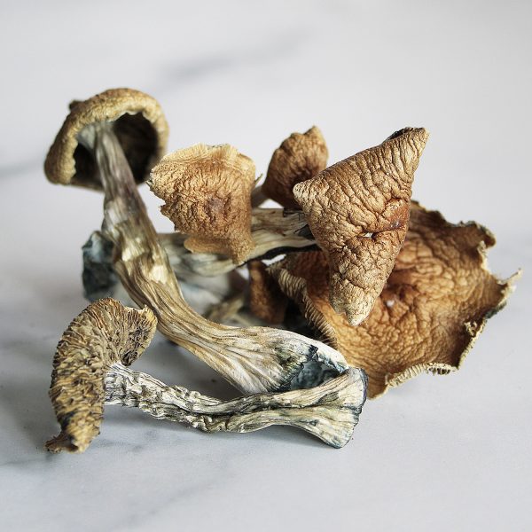 Golden Teachers Magic Mushroom