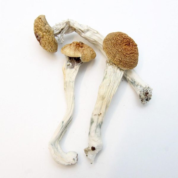 HillBilly Magic Mushrooms - Image 2