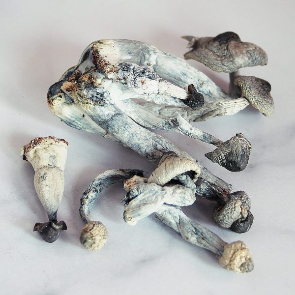 Albino Penis Envy Magic Mushrooms - Image 2