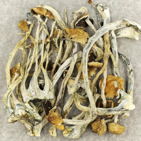 Amazonian Magic Mushrooms - Image 2