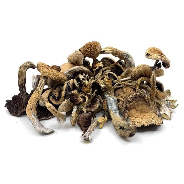 Golden Teachers Magic Mushroom - Image 2