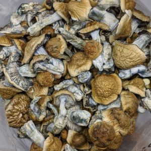 Penis Envy Magic Mushroom
