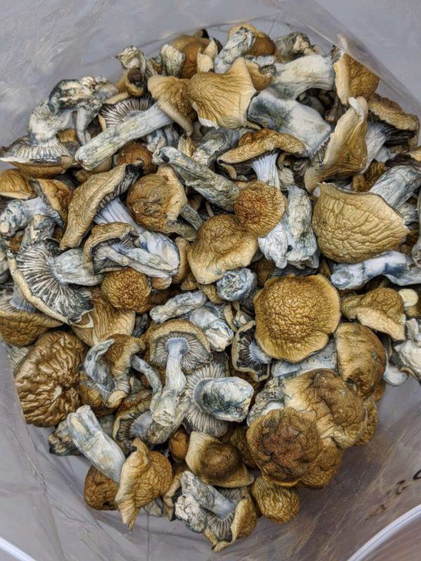 Penis Envy Magic Mushroom